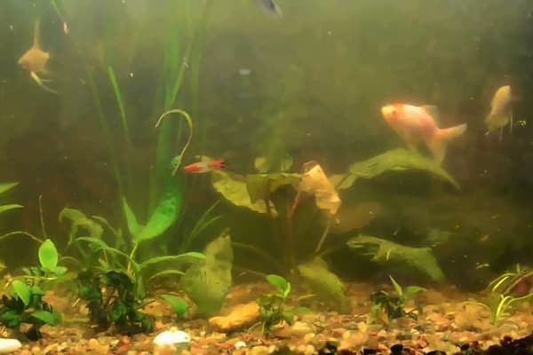 Trübes Wasser im Aquarium
