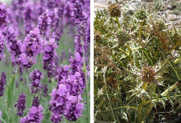 Lavendel oder dornige Sträucher