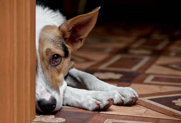 erwachsener Hund