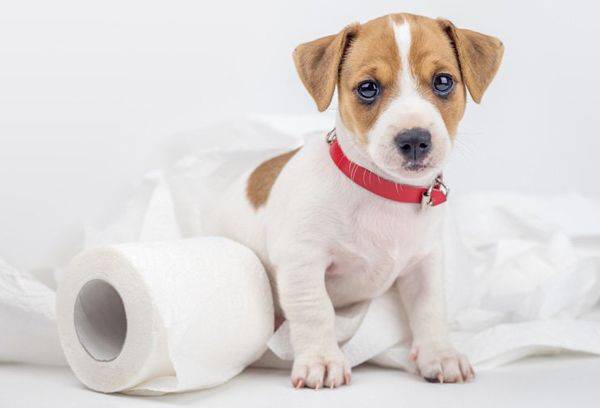 Welpe und Toilettenpapier