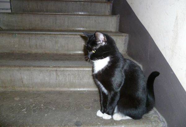 Katze im Treppenhaus