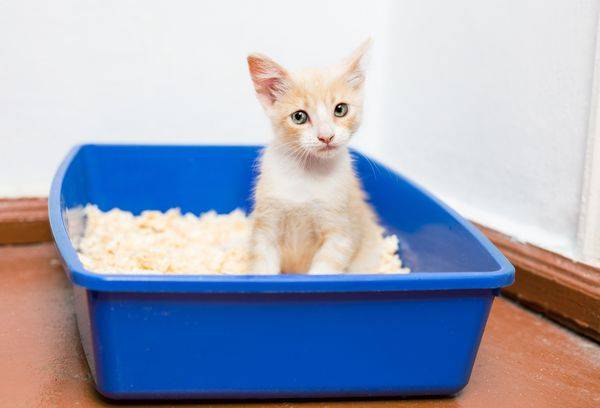 rote Katze