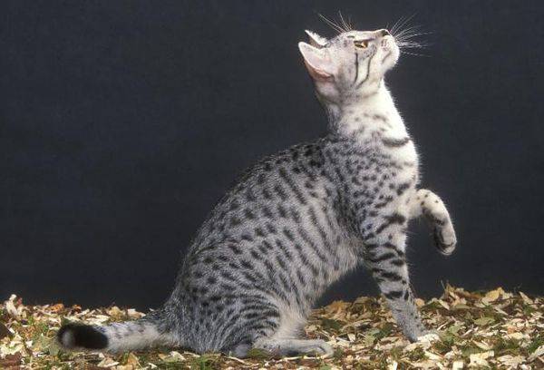graue Katze