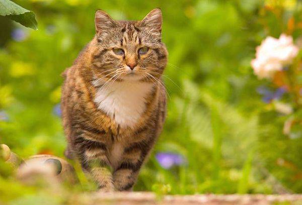 Katze in der Natur