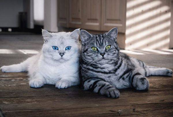 zwei Katzen