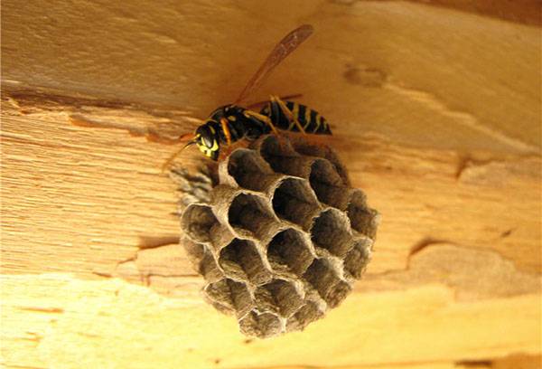 Die Wespe baut ein Nest