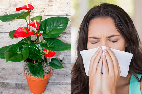 Allergie auf Anthurium