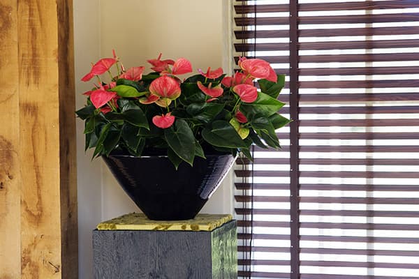 Anthurium am Fenster