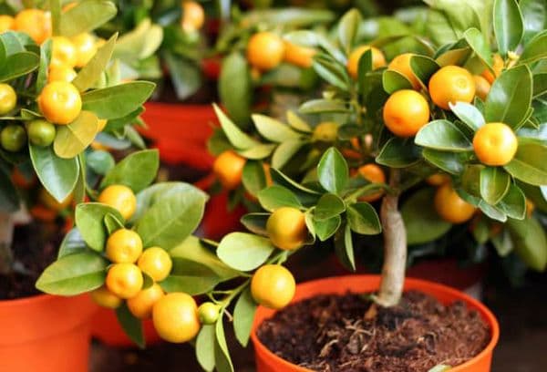 Orangenbaum