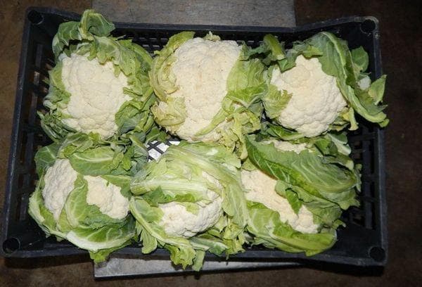 Blumenkohl in der Kiste