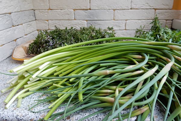 Frische Knoblauchsprossen