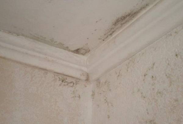 Schimmel in der Wohnung