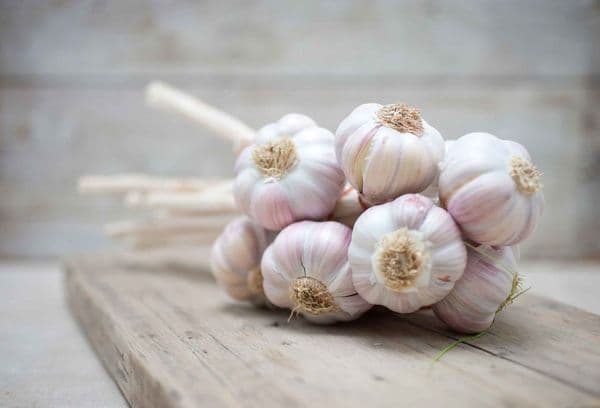 frischer Knoblauch