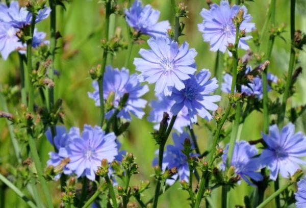 Zichorie – Blume