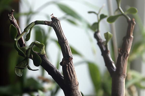 Die Crassula ist krank