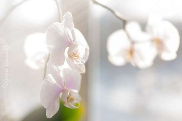 Blühende Orchidee in der Sonne