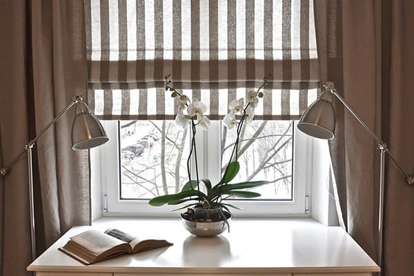 Blühende Orchidee am Fenster