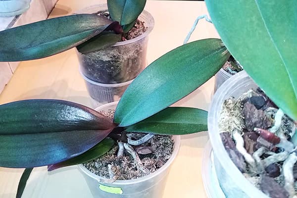 Orchideen bei Lichtmangel