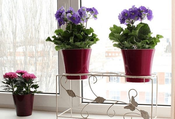 Blumen in der Küche