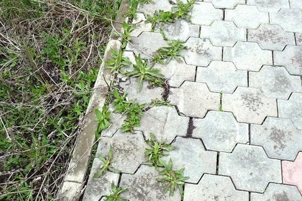 Herbe dans les joints des dalles de pavé