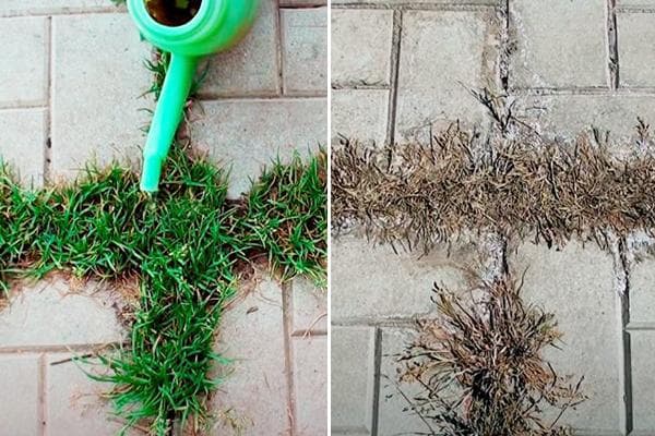 Élimination de l'herbe dans les joints des dalles de pavé