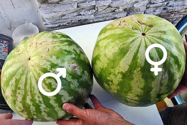 Pastèque mâle et pastèque femelle