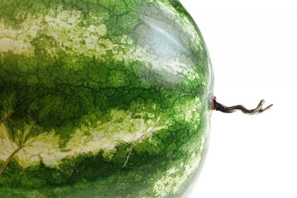 Queue sèche sur une pastèque