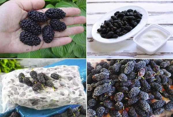 Aufbewahrung der Maulbeeren