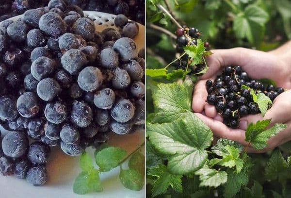 Einfrieren von Beeren und Blättern