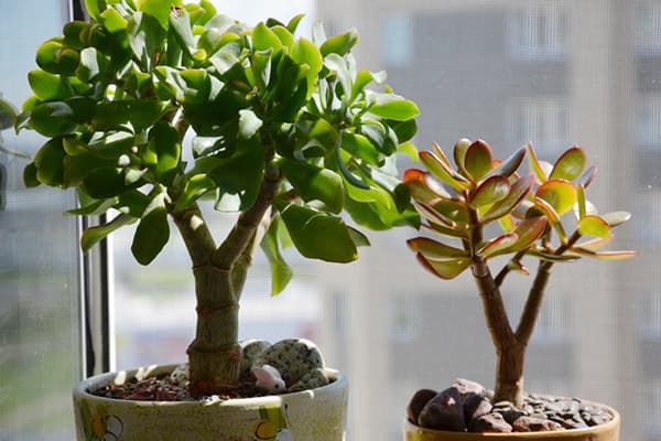 Zwei Arten der Crassula auf der Fensterbank