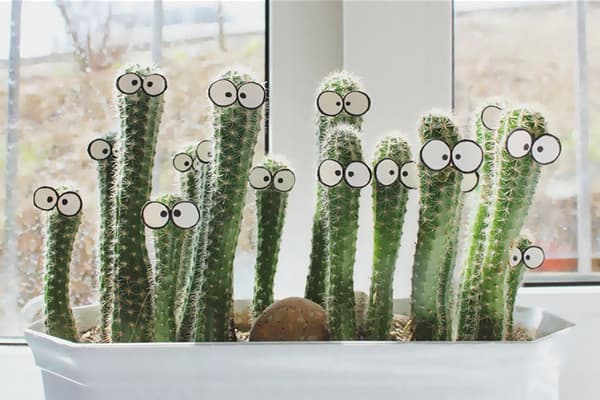 Kakteen auf der Fensterbank