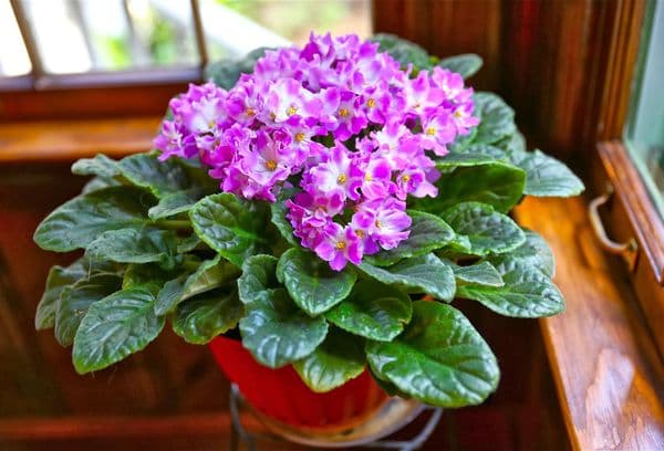 Veilchenblüten
