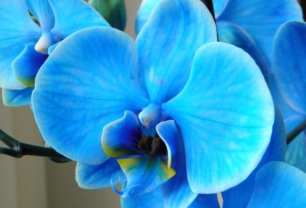 Hellblaue Orchidee