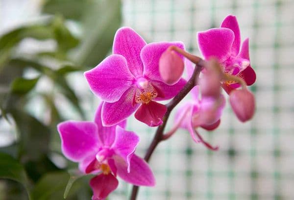 Rosa Orchidee