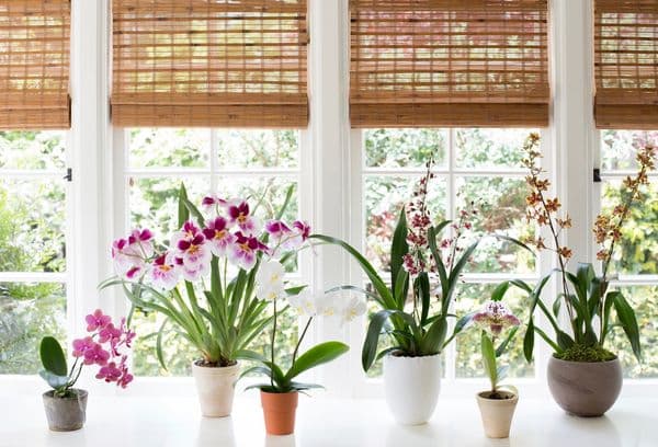 Warum man keine Orchideen im Haus halten sollte: schlechte und gute Vorzeichen, Auswirkungen auf die Gesundheit