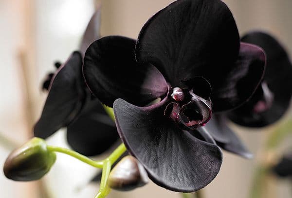 Schwarze Orchidee