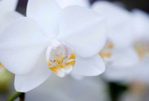 Weiße Orchidee