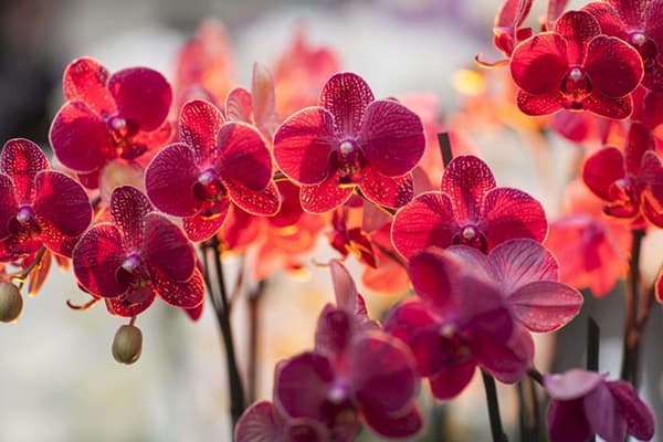 Die Blüte der Orchidee