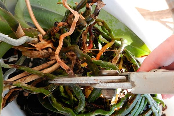 Schnitt beschädigter Orchideenwurzeln