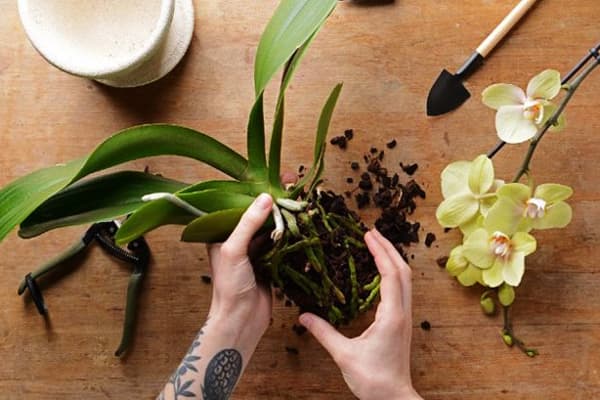 Umtopfen einer Orchidee