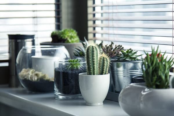 Sukkulenten auf der Fensterbank