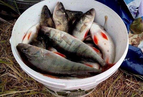 Eimer mit Fisch