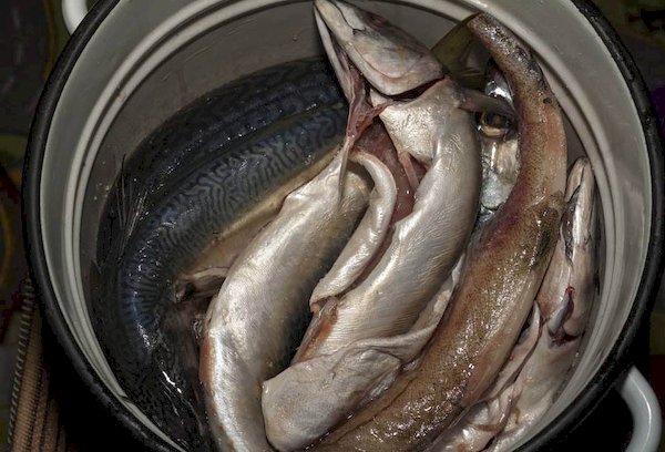 Aufbewahrung von Fisch in Salzlake