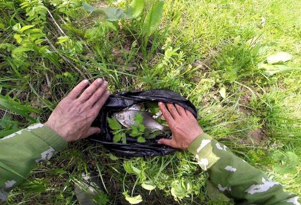 Aufbewahrung von Fisch in Gras