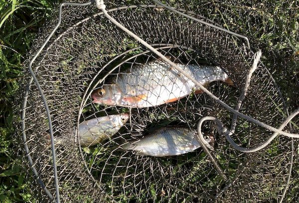 Aufbewahrung von Fisch im Kescher