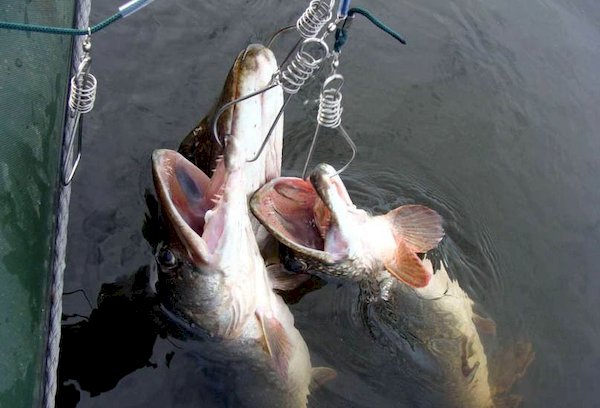 Aufbewahrung von Fisch an der Setzangel