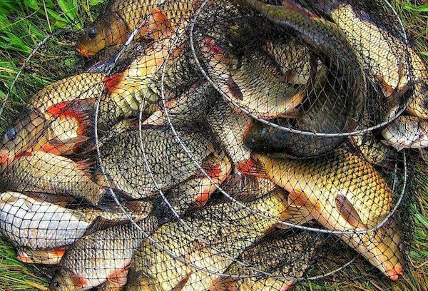 Aufbewahrung von Fisch beim Sommerangeln