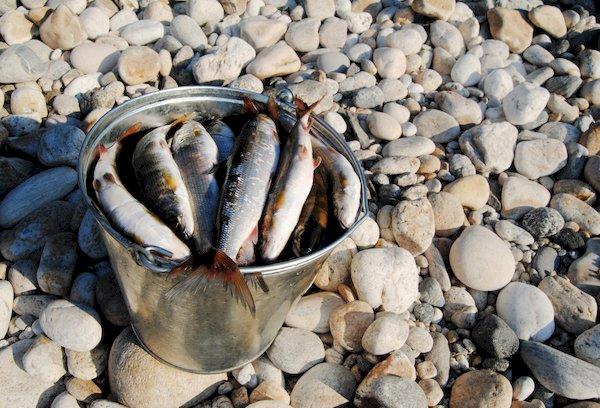 Eimer mit Fisch