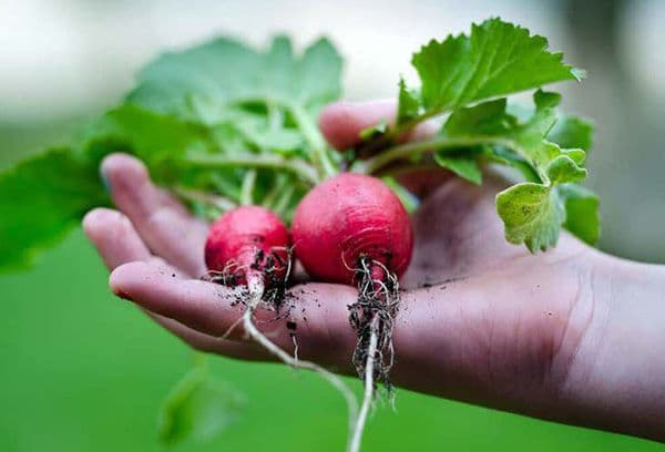 Radieschen in der Hand