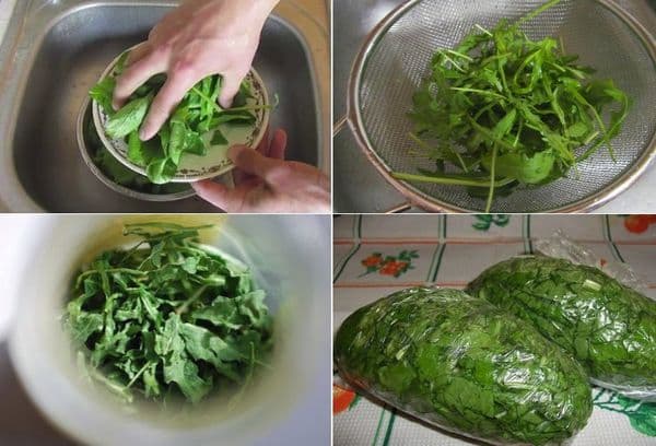 Einfrieren von Rucola